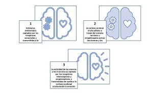 Una mirada desde las neurociencias_1