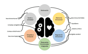 Una mirada desde las neurociencias_3